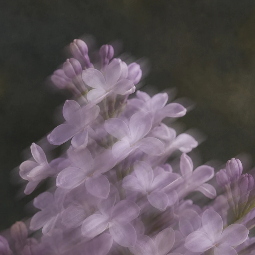 french_lilac_3